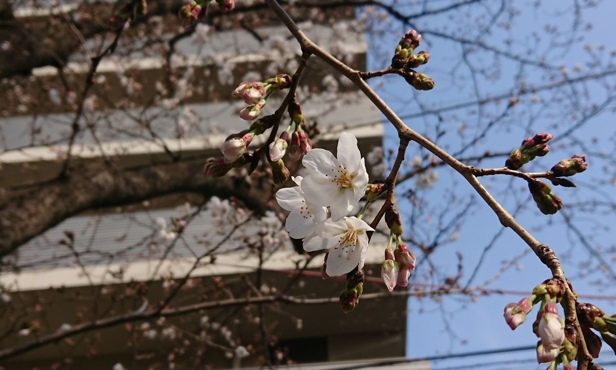 麻生川の桜