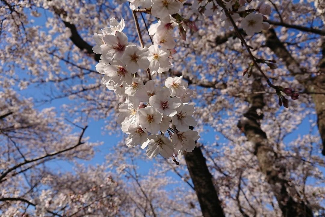 麻生川の桜が満開